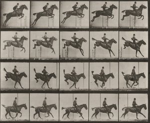 Tablica numer 637. „Daisy” skacząca przez przeszkodę, osiodłana, podczas pokonywania przeszkody, lądowania i odzyskiwania równowagi autorstwa Eadweard Muybridge