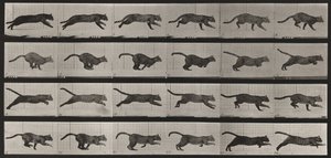 Tablica numer 720. Kot; galopem autorstwa Eadweard Muybridge