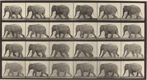 Numer rejestracyjny 733. Spacer słonia autorstwa Eadweard Muybridge