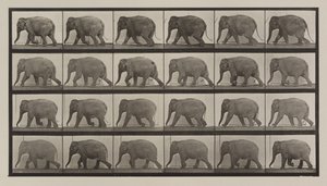 Numer rejestracyjny 733. Spacer ze słoniami autorstwa Eadweard Muybridge