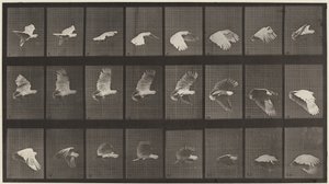 Płyta numer 758. Latający kakadu, 1887 (zdjęcie) autorstwa Eadweard Muybridge