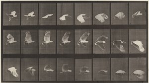Numer rejestracyjny 758. Latająca kakadu autorstwa Eadweard Muybridge