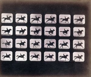 Bieganie (galop), Eadweard J. Muybridge autorstwa Eadweard Muybridge