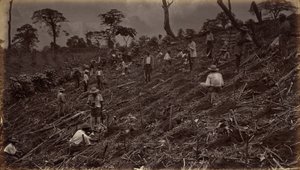 Zakładanie plantacji kawy w Antigua de Guatemala, 1875, opublikowane 1877 (zdjęcie) autorstwa Eadweard Muybridge