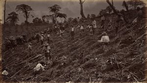 Założenie plantacji kawy w Antigua de Guatemala autorstwa Eadweard Muybridge
