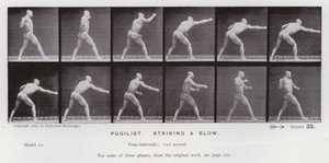Postać ludzka w ruchu: Pugilist, zadający cios (zdjęcie czarno-białe) autorstwa Eadweard Muybridge