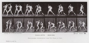 Postać ludzka w ruchu: pięściarze, boks (zdjęcie czarno-białe) autorstwa Eadweard Muybridge
