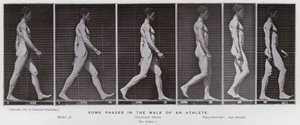 Postać ludzka w ruchu: niektóre etapy chodu sportowca (zdjęcie czarno-białe) autorstwa Eadweard Muybridge