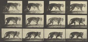 Tygrys spacerujący, płyta 729 z Animal Locomotion, 1887 autorstwa Eadweard Muybridge