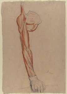 Écorché: prawe ramię i łopatka z nienaruszoną prawą dłonią autorstwa Edgar Degas
