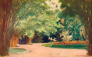 Bambusowy Gaj - Ogrody Botaniczne, 1914