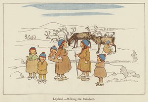 Laponia, dojenie renifera