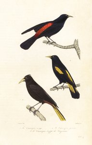 Gatunki kacyków i oropendola czubata. autorstwa Edouard (after) Travies