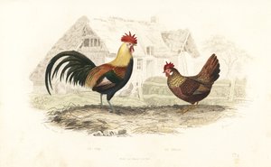 Kogut i kura, Phasianus gallus. autorstwa Edouard (after) Travies