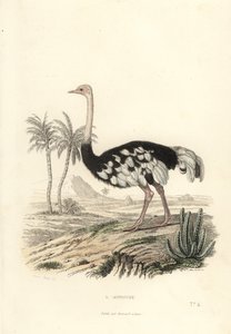 Struś pospolity, Struthio camelus. autorstwa Edouard (after) Travies