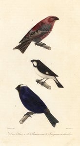 grubodziób sosnowy, ziarnojad w prążki i tanager z diademem. autorstwa Edouard (after) Travies