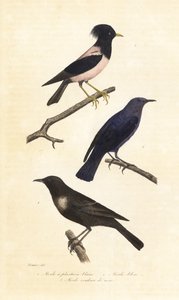 Pierścień ouzel, niebieski drozd skalny i różowy szpak. autorstwa Edouard (after) Travies