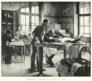 Laboratorium anatomii porównawczej (grafika) autorstwa Edouard Gelhay