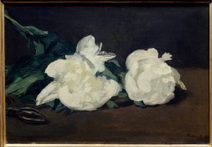Gałąź białych piwonii i sekatora Obraz Edouarda Maneta (1832-1883) 1864 Wym. 0,31x0,46m. Paryż. Muzeum Orsay autorstwa Édouard Manet