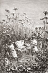 Dr David Livingstone niesiony ostatnie kilka mil do wioski Tchitammbo w Afryce, na krótko przed śmiercią, ilustracja z „Świata w rękach”, grawerowana przez Henri Theophile Hildibranda autorstwa Edouard Riou