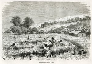 Zbieranie liści koki w dolinie Ituata, rysunek E.Riou, aby zilustrować podróż po regionie Titicaca i dolinach wschodniej części Dolnego Peru, w 1873 roku przez Paula Marcoya. Grawerowanie w Le tour du monde autorstwa Edouard Riou