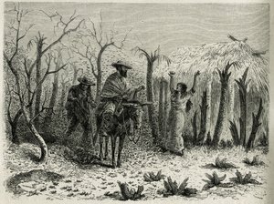 Chmury koników polnych z Vallee du Upper Patia, z narratorem podróży na mule, grawerowanym przez Riou, aby zilustrować historię L