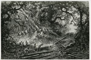 Eksploatacja mahoniu w lasach Andów. Grawerowanie wykonane przez Riou, aby zilustrować historię „Podróż na Jukatan i do krainy Lakandonów”, w 1882 r., autorstwa archeologa i fotografa Desire Charnay (1828-1915). Opublikowano w Tour du monde nou autorstwa Edouard Riou