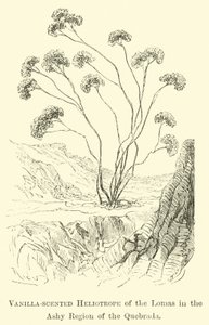 Heliotrop o zapachu wanilii z Lomas w regionie popielatym Quebrada autorstwa Edouard Riou