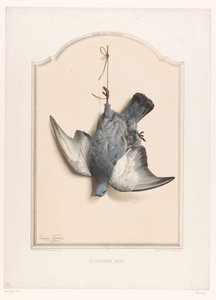 Martwy gołąb skalny wiszący na jednej nodze La colombe biset (tytuł na obiekcie) Muzeum Łowcy (tytuł serii) Musée du chasseur (tytuł serii na obiekcie)