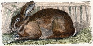 Królik domowy- „Alfabet ilustruje zwierzęta” XIX wiek (grawerunek) autorstwa Edouard Travies