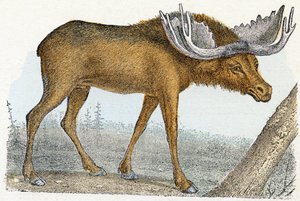 Elan- „Alfabet przedstawia zwierzęta” XIX w. (grawerunek) autorstwa Edouard Travies