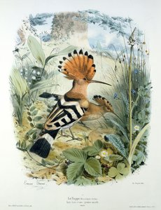 Dudek (Upupa Epops)