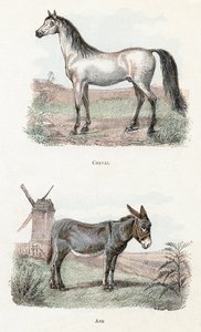 Koń i osioł- „Alfabet ilustruje zwierzęta” XIX wiek (grawerunek) autorstwa Edouard Travies