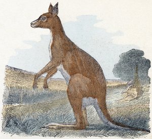 Kangur- „Alfabet ilustruje zwierzęta” XIX wiek (grawerunek) autorstwa Edouard Travies