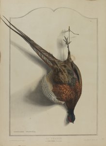 Polowanie: Bażant zwyczajny