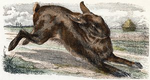 Lievre- „Alfabet ilustruje zwierzęta” XIX wiek (grawerunek)