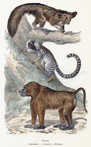 Macacos - “Alfabeto ilustra animais” Século XIX (gravura)polonês autorstwa Edouard Travies