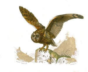 Tablica historii naturalnej: Tablica zoologiczna przedstawiająca ptaki drapieżne w ciągu dnia. Sowa. Tabliczka zaczerpnięta z dziewięciu tomów o ptakach w „Dziełach kompletnych Buffona”” autorstwa przyrodnika Georgesa Louisa Leclerca, hrabiego Buffon (1707