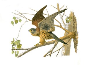 Tablica Historii Naturalnej: Tablica zoologiczna przedstawiająca ptaki drapieżne w nocy. Rzeżucha. Tabliczka narysowana z dziewięciu tomów o ptakach w „Dzieła kompletne Buffona”” napisanej przez przyrodnika Georgesa Louisa Leclerca, hrabiego Buffon (1707-1 autorstwa Edouard Travies