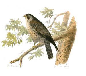 Tablica Historii Naturalnej: Tablica zoologiczna przedstawiająca ptaki drapieżne w nocy. Sokół. Talerz narysowany z dziewięciu tomów o ptakach w „Dzieła kompletne Buffona”” napisany przez przyrodnika Georgesa Louisa Leclerca, hrabiego Buffona autorstwa Edouard Travies