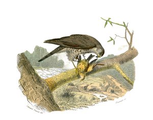 Tablica Historii Naturalnej: Tablica zoologiczna przedstawiająca ptaki drapieżne w nocy. Jastrząb. Talerz narysowany z dziewięciu tomów o ptakach w „Dziełach kompletnych Buffona”” napisanym przez przyrodnika Georgesa Louisa Leclerca, hrabiego Buffon (1707- autorstwa Edouard Travies