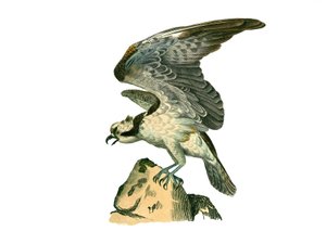 Tablica Historii Naturalnej: Tablica zoologiczna przedstawiająca ptaki drapieżne w nocy. Rybołów. Talerz narysowany z dziewięciu tomów o ptakach w „Dzieła kompletne Buffona”” napisany przez przyrodnika Georgesa Louisa Leclerca, hrabiego Buffona