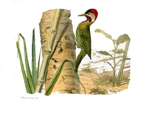 Tablica Historii Naturalnej: Tablica zoologiczna przedstawiająca wspinaczy. Pasiasty szczyt Cayenne. Talerz narysowany z dziewięciu tomów o ptakach w „„Prace kompletne Buffona””” napisany przez przyrodnika Georgesa Louisa Leclerca, hrabiego Buffona autorstwa Edouard Travies