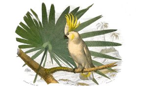 Tablica Historii Naturalnej: Tablica zoologiczna przedstawiająca wspinaczy. Kakatoe mają żółtą barwę. Talerz narysowany z dziewięciu tomów o ptakach w „Dzieła kompletne Buffona”” napisany przez przyrodnika Georgesa Louisa Leclerca, hrabiego Buffon (1707-17