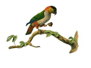 Tablica Historii Naturalnej: Tablica zoologiczna przedstawiająca wspinaczy. Maipouri. Talerz narysowany z dziewięciu tomów o ptakach w „Dzieła kompletne Buffona”” napisany przez przyrodnika Georgesa Louisa Leclerca, hrabiego Buffona autorstwa Edouard Travies