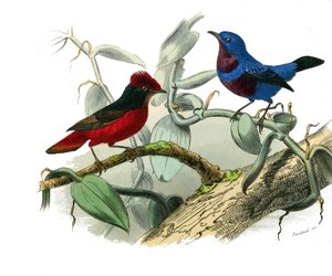 Tablica historii naturalnej: Tablica zoologiczna przedstawiająca wróblowe zęby zębowe (z echancre). Outette i niebieski sznurek. Talerz narysowany z dziewięciu tomów o ptakach w „Dzieła pełne Buffona”” napisanym przez przyrodnika Georgesa Louisa Leclerca,  autorstwa Edouard Travies
