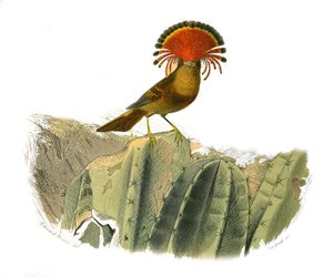 Tablica historii naturalnej: Tablica zoologiczna przedstawiająca wróblowe zęby zębowe (z echancre). Król much. Talerz narysowany z dziewięciu tomów o ptakach w „Dzieła pełne Buffona”” napisanym przez przyrodnika Georgesa Louisa Leclerca, hrabiego Buffona (