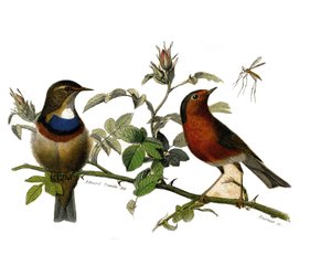 Tabliczka historii naturalnej: Tablica zoologiczna przedstawiająca wróblowe zęby zębowe autorstwa Edouard Travies