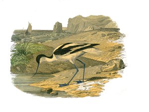Tabliczka historii naturalnej: Tablica zoologiczna przedstawiająca długie wodery autorstwa Edouard Travies