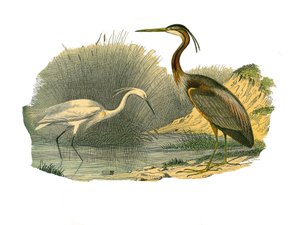 Tablica historii naturalnej: Tablica zoologiczna przedstawiająca ptaki wodne i wielogatunkowe brodzące (z dużymi, długimi i mocnymi dziobami): eagrette i czapla purpurowa. Talerz narysowany z dziewięciu tomów o ptakach w „Dzieła pełne Buffona”” napisanym p autorstwa Edouard Travies